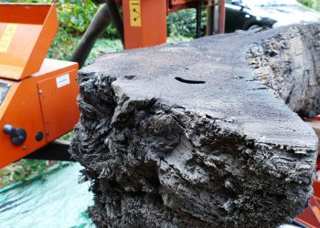 БАНЦИНГ НА WOOD-MIZER РАЗБИЧВА ДЪБ С ВЕКОВНА ИСТОРИЯ