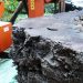 БАНЦИНГ НА WOOD-MIZER РАЗБИЧВА ДЪБ С ВЕКОВНА ИСТОРИЯ