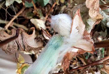 ГЕННО МОДИФИЦИРАН ЦВЕТЕН ПАМУК