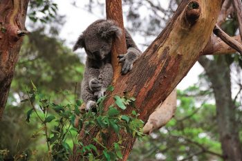 ЛЮБОПИТНИ ФАКТИ ЗА … ДЪРВОТО