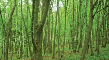 СТАНДАРТЪТ FSC® – СЪЩНОСТ, ЗНАЧИМОСТ И ПАЗАРНИ ШАНСОВЕ ЗА ПРОМИШЛЕНОСТТА