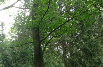 ГИНКГО – ДЪРВО  НА  ХИЛЯДОЛЕТИЕТО