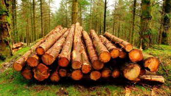 УНИЩОЖАВАНЕТО НА ЕДИН БРАНШ