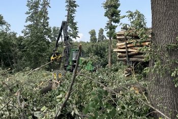 ДЪРВОДОБИВЪТ В БЪЛГАРИЯ СЪЩО МОЖЕ ДА БЪДЕ ВИСОКОТЕХНОЛОГИЧЕН