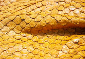 МЕБЕЛИ С РИБЕШКА КОЖА? ВЪЗМОЖНО Е